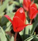2 Koko: 12/+ 2100 10 kpl,9 Tulipa linfolia Buharantulppaanit ovat kauniita ja kukkivat melko myöhään.