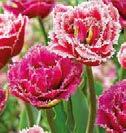 0 Koko: 12+ 210021 12 kpl 9,9 Mixture Lovely Tämä ihana lajitelma valkoisia ja vaalean ruusunpunaisia, kerrannaisia tulppaaneja on ilo silmälle!
