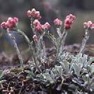 Kasvaa hyvin myös karussa ja kuivassa maassa. ANCHUSA italica 0700016 Sinirasti, italianrasti Dropmore Hieno, pysty kasvi, jolla on tummanvihreät lehdet.
