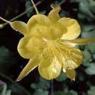 Viihtyy puolivarjossa. AQUILEGIA chrysantha Kulta-akileija Yellow Star 30-90 80 1-, 9-11 6-8 vyöh.