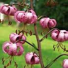 LILIUM martagon Varjolilja 07001 Jokaisen pitkän, tanakan varren päässä on useita mahonginpunaisia liljankukkia. Lisääntyy myös itsekseen sienenistä.
