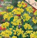 20 Koko: 12/+ 21002 2 kpl 3,9 Keltalaukka Pienet, kullankeltaiset kukat muodostavat 6 8 cm leveän kukinnon.
