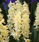 2-10-1 Koko: /6 2100169 7 kpl 6,0 Hyacinthus orientalis Hyasintit tuoksuvat ihanalta!