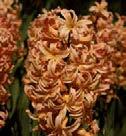 kauniiden kukkien takia. Hyasintti on hyväntuoksuinen ja katseita keräävä keväisen kukkapenkin kasvi.