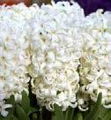 Hyasintti, White Pearl Jouluhyasintit hyödetään kukkaan ruukussa sisällä. Hyasintti, White Pearl Istutetaan puutarhaan syksyllä.