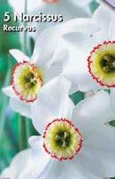 Exotic Garden syysluettelo 2018 7 Narcissus Narsissit voivat olla hyvin monenlaisia.
