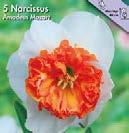 3 Koko: 1/16 2100226 kpl,9 Narcissus poëticus Valkonarsissi on puutarhan kaunis, klassinen, tuoksuva vanhanajan