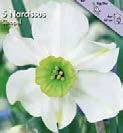 Valkonarsissi, Actaea Klassinen, tuoksuva valkonars. Sievissä kukissa on valkoiset kehälehdet ja pieni kelt.