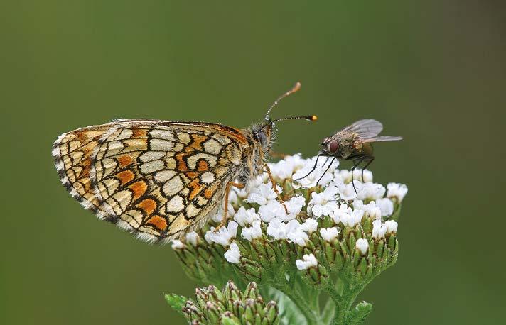 Ratamoverkkoperhonen (Melitaea athalia) ei hätkähtänyt sateita. Seurantaan lajia on ilmoitettu enemmän vain vuonna 1996.