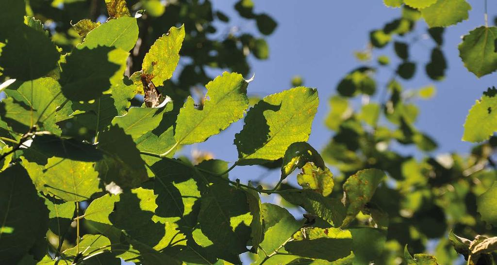 Baptria PÄÄKIRJOITUS Kiitos mahtavaa työtä! Aktiivinen seuratoiminta näkyy erityisen hyvin päiväperhosten seurantatuloksissa. Pikkuhäiveperhonen (Apatura ilia) oli yksi kesän 2012 runsastujista.