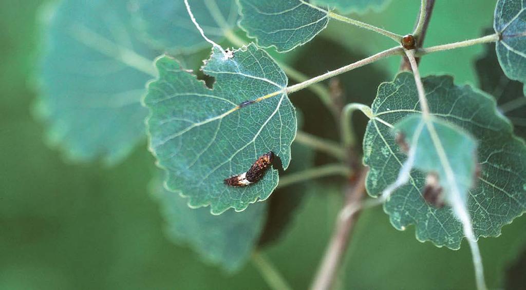Mahdollisesti tavallisin sijainti on edullinen keväällä, jolloin pesän alapuolelle syntyvät vesipisarat tarjoavat kosteutta heräävälle toukalle.