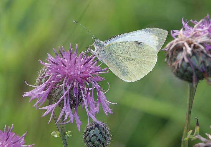 Kaaliperhonen (Pieris brassicae) oli harvinainen näky. Yksilömäärä oli 2000-luvun pienin ja havaintoruudut ovat olleet yhtä vähissä vain vuosina 1991 ja 1994.