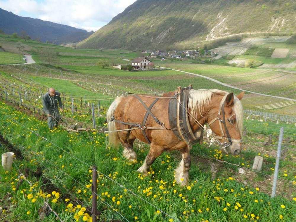 Champagne Corinne ja Gérard Ho$e Annick ja Pascal Quénard, Chignin La Sauvage 2015 AC Mondeuse de Savoie Rypäle: Mondeuse (biodynaaminen) Tuotenro 3050 20,29 75 cl La Sauvagen