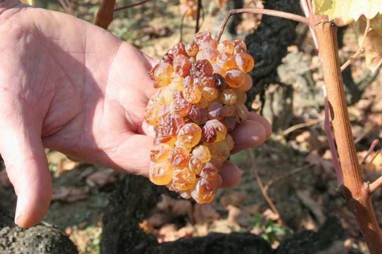 Alkoholi (Marc du Jura) on pehmeää ja juuri oikealla hetkellä keskeyte&y käyminen saa aikaan hienot, puhtaat aromit (kvi&eniä, uuniomenaa, kuiva&ua luumua).