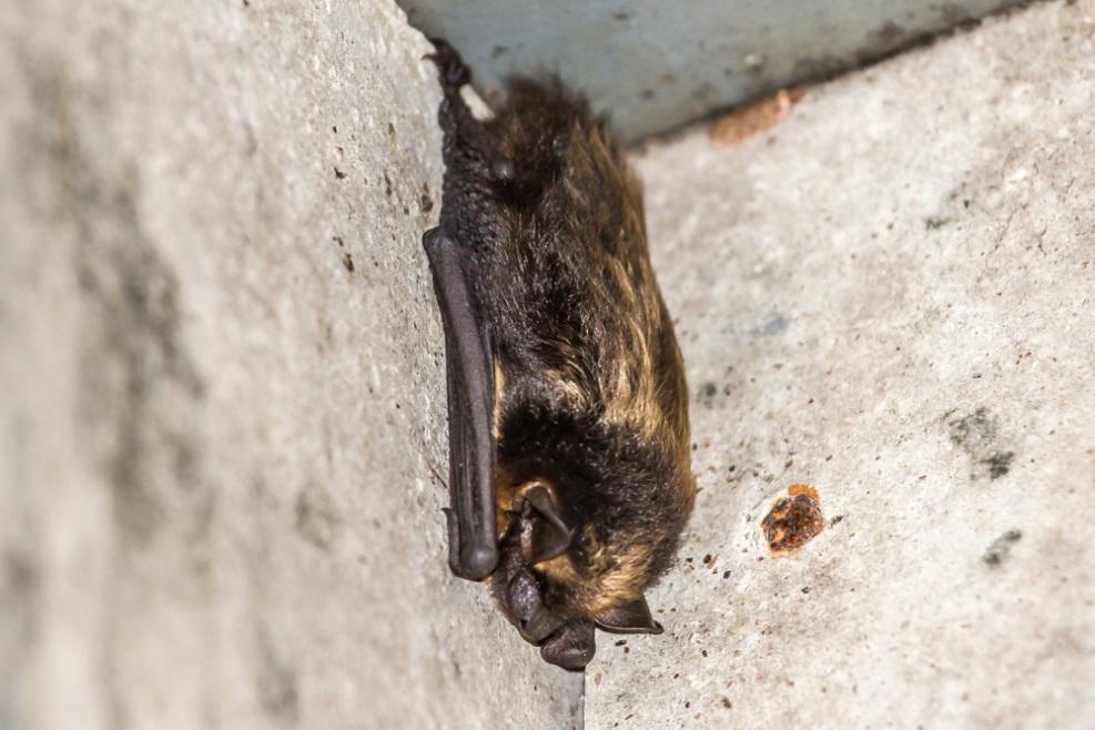 FCG SUUNNITTELU JA TEKNIIKKA OY Raportti 10 (12) Kuva 7. Pohjanlepakko (Eptesicus nilssonii) on Suomen yleisin lepakkolaji.