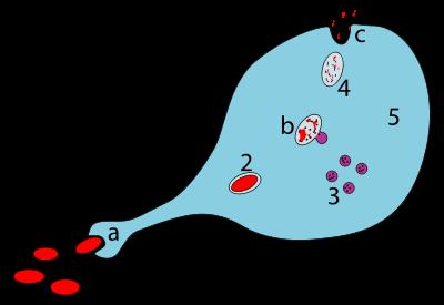 Makrofagi syömässä patogeenia: a. Syöjäsolu nielaisee patogeenin fagosytoosilla. Fagosytoottinen vesikkeli eli fagosomi muodostuu. b.