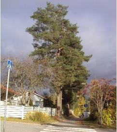 puuston kuntotarkistus 2025.