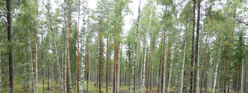 4. Vuoden 2018 inventointi, havainnot maastossa Inventoinnin maastotyöt suoritettiin kolmena päivänä. Ensimmäisenä päivänä sää oli tihkusateinen, mikä vaikutti kuvadokumentointi.