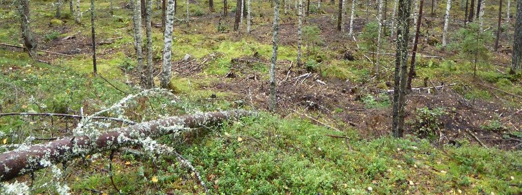 Kulkeminen tutkimusalueella sujui hyvin, maastossa oli tiheästi polkuja ja metsäautoteitä.