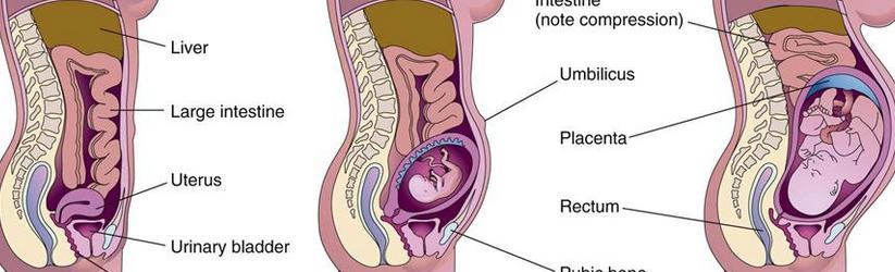 Raskauden hemodynaamisetmuutokset SVR laskee (matalavastustuksinen istukkaverenkierto syntyy) Plasmavolyymi