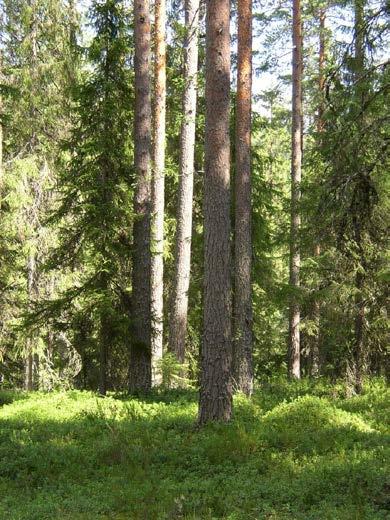 Mitä on biohiili Biohiiltä syntyy energiantuotannossa, kun