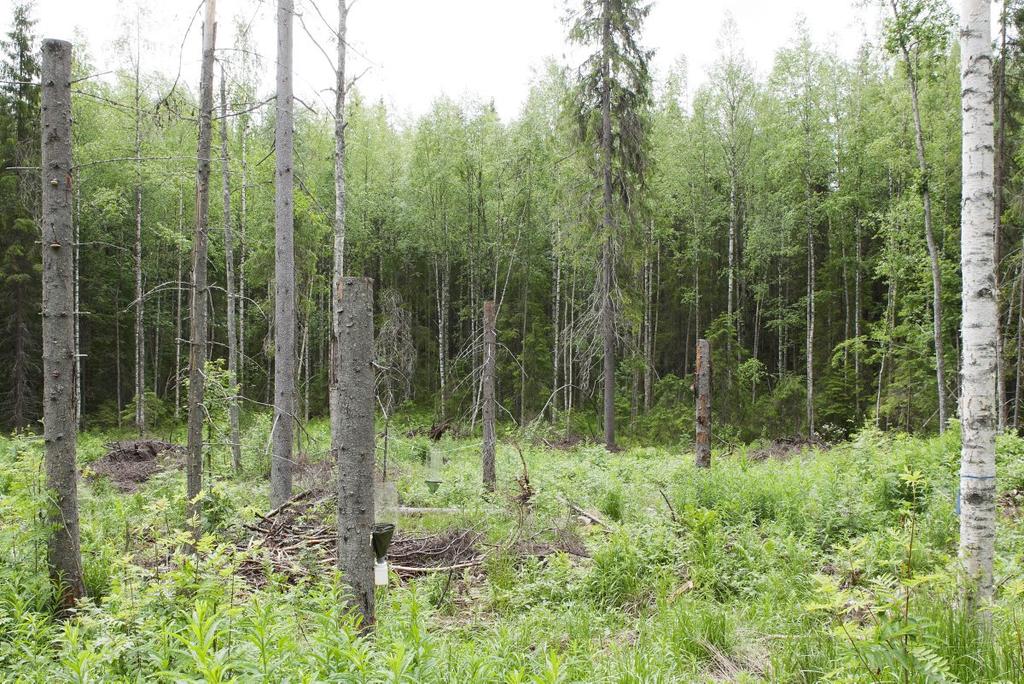 Pienaukkohakkuu, jossa lisätty tärkeiden