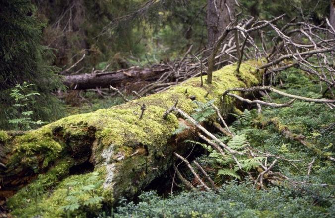 Lajistolle tärkeät rakennepiirteet Metsätalouden takia taantuneelle lajistolle tärkeät rakennepiirteet