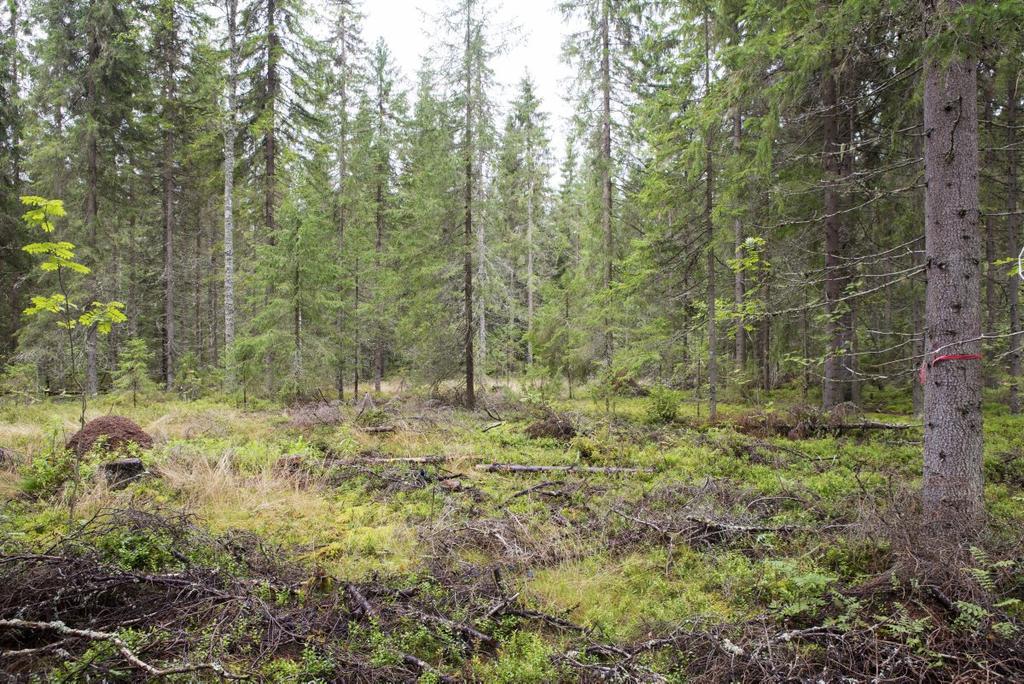 Eri-ikäisrakenteinen metsä, jossa niukasti