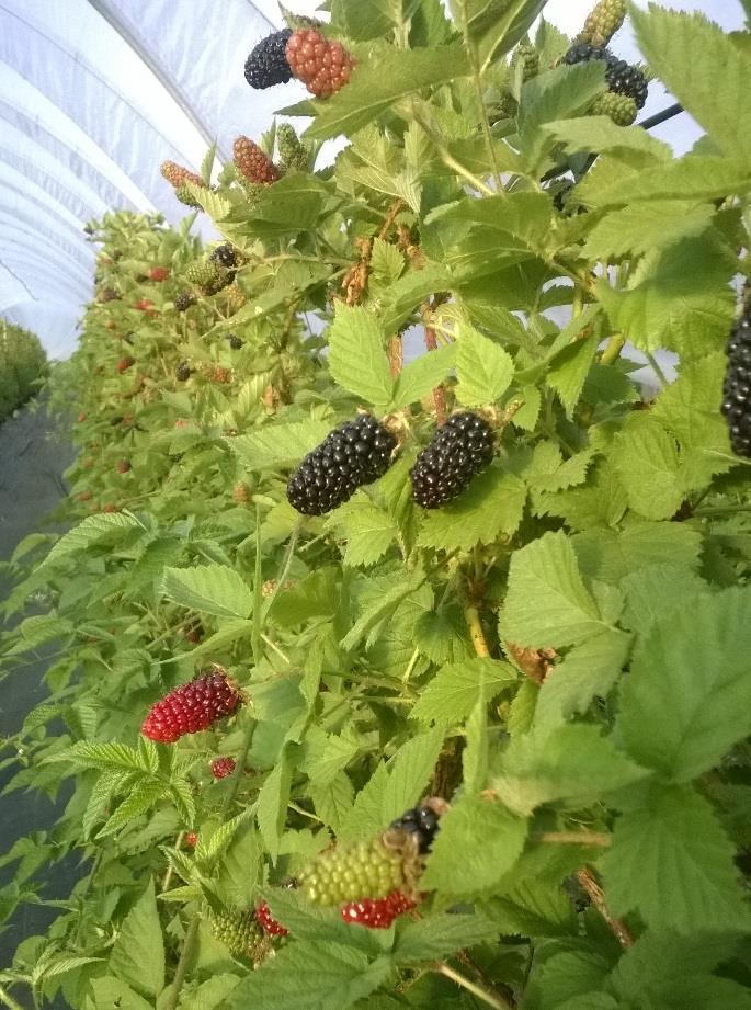 lajikkeet Karaka Köynnöstävä Piikikäs Suuret (n.