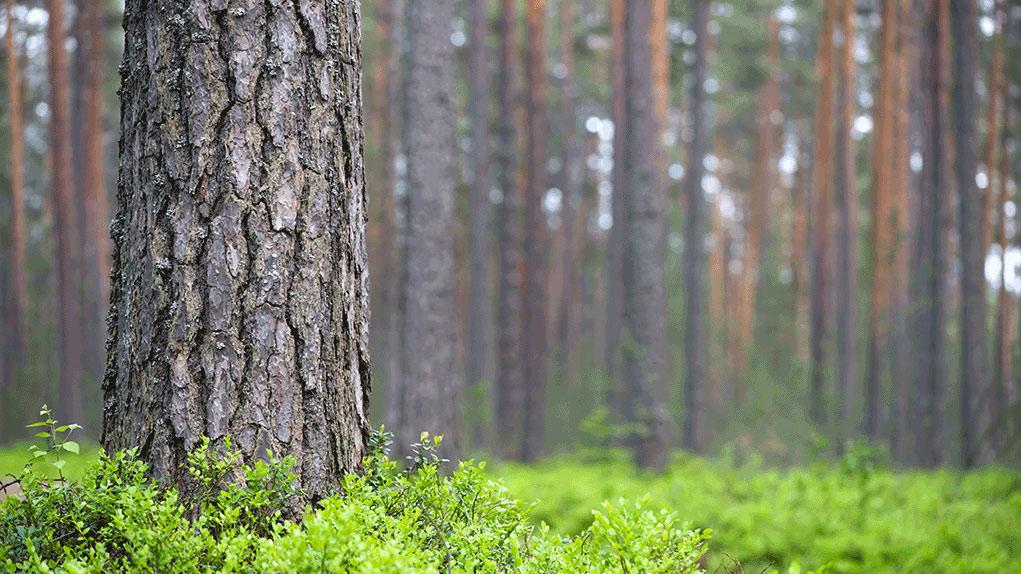 Sisältö Metsänhoitotyöt Metsäluonnonhoito Hakkuut ja