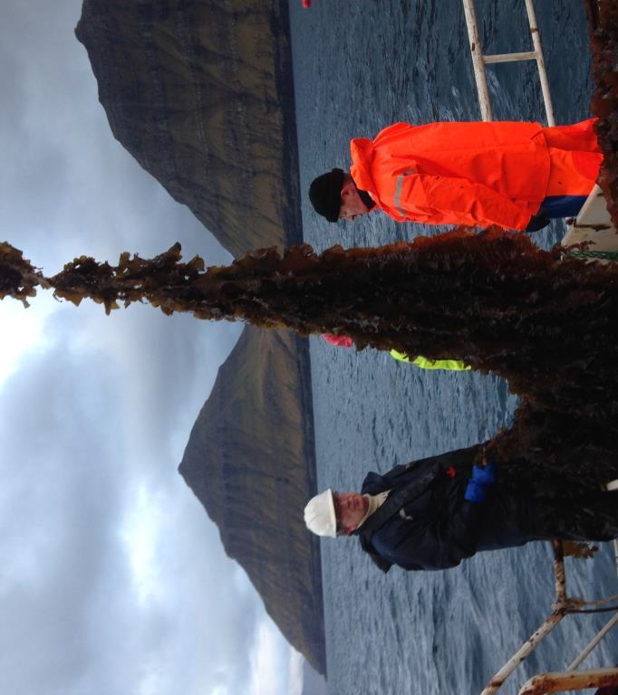 CASE Färsaaret: merilevän hyödyntäminen Ocean Rainforest operates a sustainable production of seaweed in open ocean cultivation installations in the Faroe Islands.