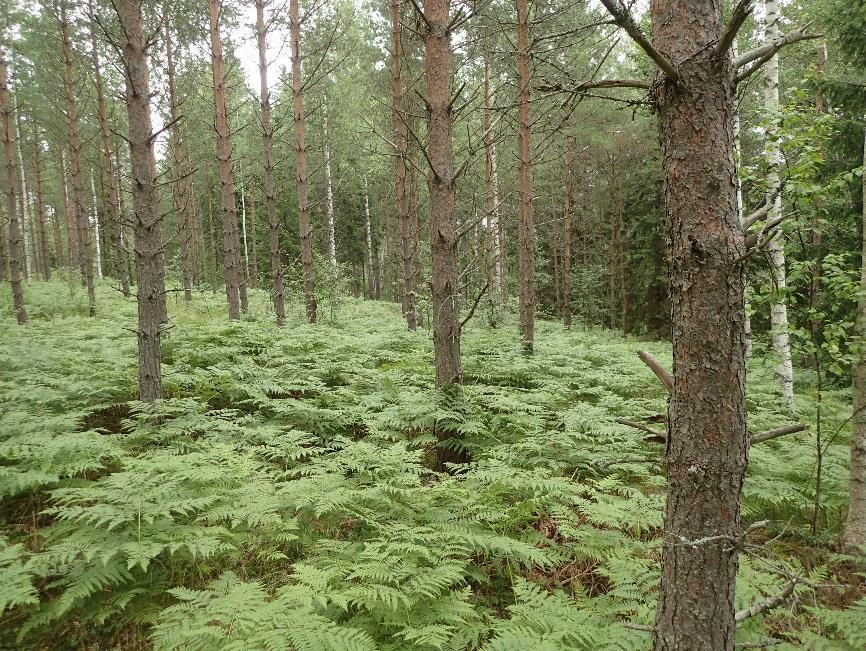 Spannängarna laakson