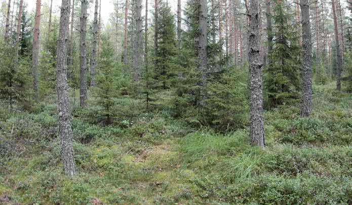 Aluskasvillisuutta hallitsevat mustikka, puolukka, metsämaitikka, metsätähti, riidenlieko, metsälauha ja siniheinä.