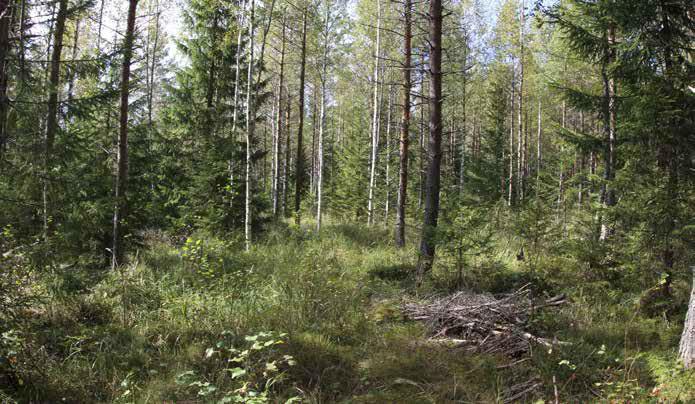 Aluskasvillisuudessa vallitsevia ovat puolukka ja mustikka.
