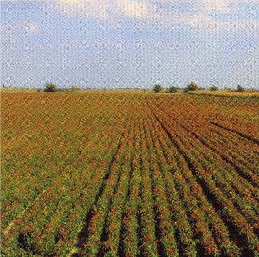 Paprikan laaja-alainen viljely on tärkeä Unkarissa Viljelyalue: Etelä- Unkarissa