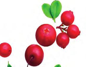 väsymystä Kolme makua: Karpalo-puolukka-acerola, Inkivääri-kurkuma-acerola ja