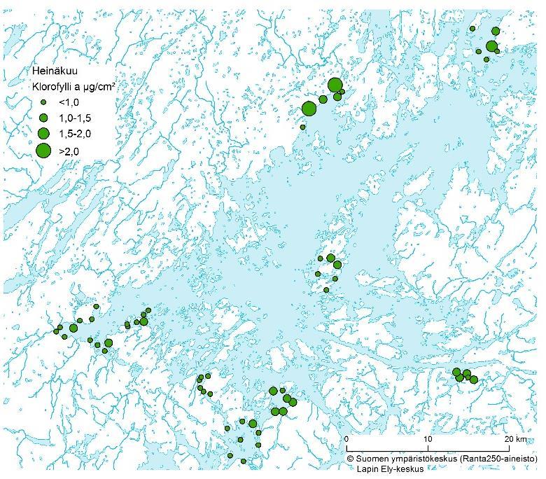 Kuv 5. Klorofylli :n medinipitoisuus hvintopikoill heinäkuuss. Kuv 6. Klorofylli :n medinipitoisuus hvintopikoill elokuuss. Tulukko 1.