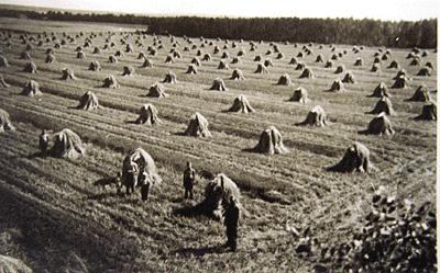 Maatalousympäristön linnuston historiallinen muutos 1960 62 1984 Peltosirkku 60 37 Pensastasku 48 17 Keltavästäräkki 31 1 Kiuru 28 55 + Niittykirvinen 11 0 Keltasirkku 11 8 Kuva: Kauhajoki,