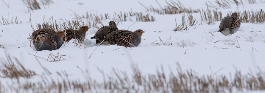 Peltolinnustoamme merkittävästi hyödyttävät elinympäristöt ja toimet maatalousympäristöissä Saarekkeet ja asutus (asuinsaarekkeet, tilakeskukset ja eritoten eläintilat).