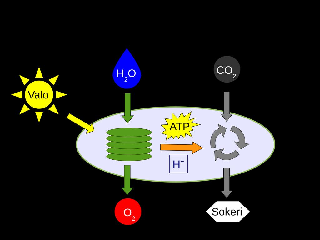 Happea tuottava fotosynteesi Käynnistyi noin miljardi vuotta elämän