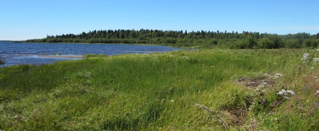 Kuva 3. Näkymä rantaniityltä Kiikelin niemeen päin. Kuva 4. Rannan kastikkaluhta vaihettuu pajuvyöhykkeeseen ja lopulta rantalehdoksi.