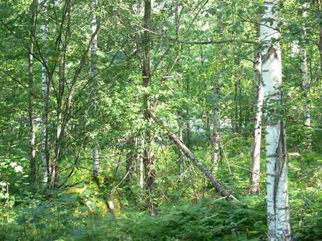 Monttupuiston pohjoisosassa kasvaa entisen soranottoalueen rinteellä kangasajuruohoa sekä rinteen laella kieloa ja kalliokieloa.