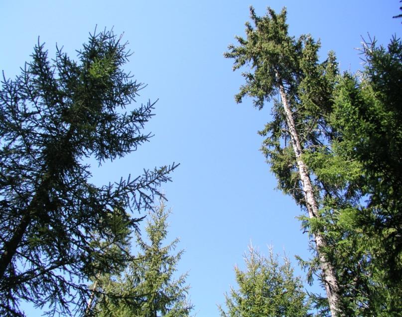 Puiden kasvu- ja elpymiskyky kasvamaan jätettävien puiden kunto on ratkaisevan tärkeää metsän kehitykselle ja tuotolle hakkuun jälkeen hyvä kunto =