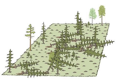 Tuuli- ja lumituhot JKssa metsän sisällä normaali poimintahakkuu ja