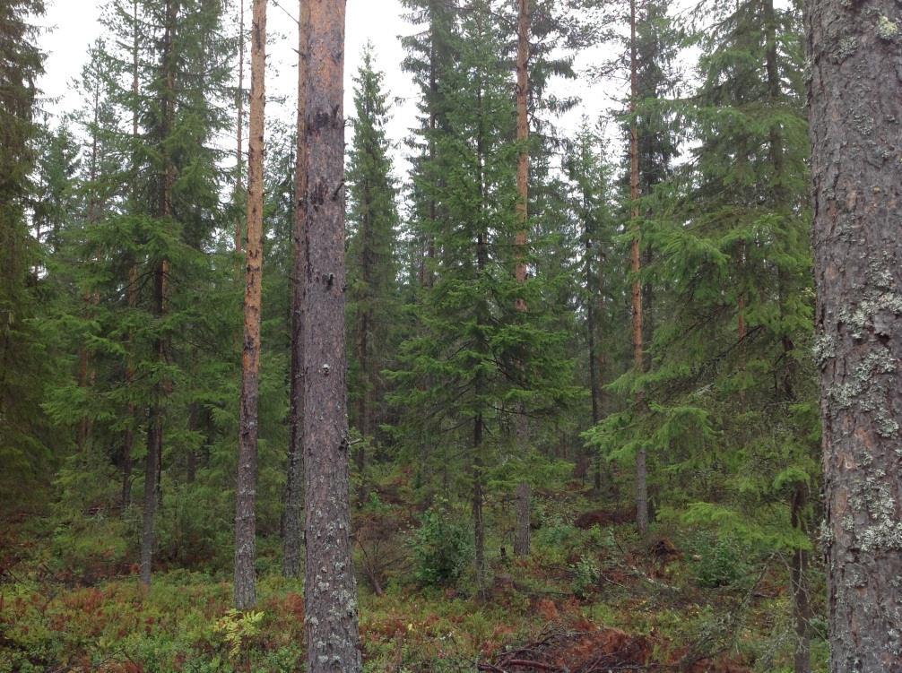 Tasaikäisen metsän muuttaminen eri-ikäiseksi