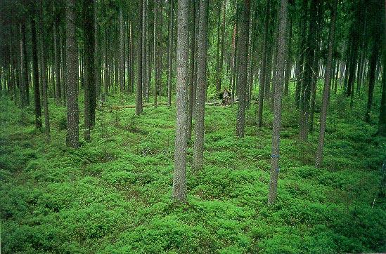 Tieteen tori Folia Forestalia 1995(4) Kuva 2. Tyypillistä läntisen tutkimuspaikkakunnan puustoa eräällä koeruudulla. Koeruutu tullaan käsittelemään uusimuotoisella avohakkuulla. Kuva prof.