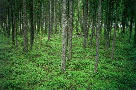 Tieteen tori Folia Forestalia 1995(4) Kuva 2. Tyypillistä läntisen tutkimuspaikkakunnan puustoa eräällä koeruudulla. Koeruutu tullaan käsittelemään uusimuotoisella avohakkuulla. Kuva prof.