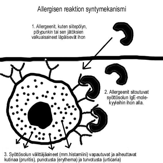 Ensimmäinen altistus allergeenille saa aikaan vasta-aine IgE:n vapautumisen B-soluista.