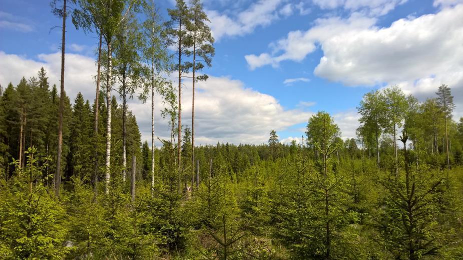 Metsäsertifiointi Markkinalähtöinen tapa turvata metsätalouden kestävyyttä Kokoaa yhteen metsien monimuotoisuuttakin tukevat toimenpiteet Suomen metsistä 90 % PEFC-sertifioitu Sopii