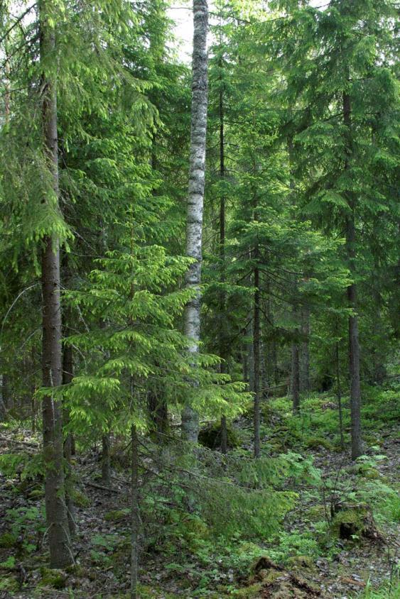 (oikealla): harvennusta ja <0,3 ha pienaukkoja. Kaikki tukki pois joka 15.